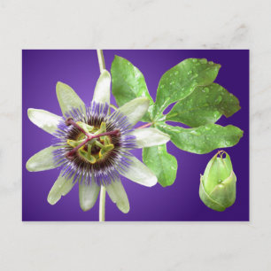 Passionflower Postcard Postkarte