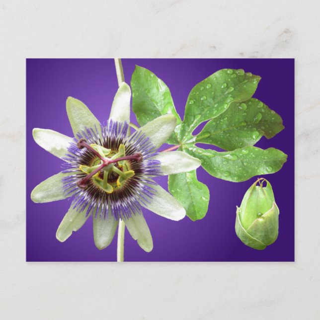 Passionflower Postcard Postkarte (Vorderseite)