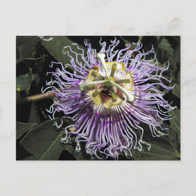 Passionflower Postcard Postkarte (Vorderseite)