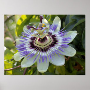Passionsblume essbares forma flavicarpa poster