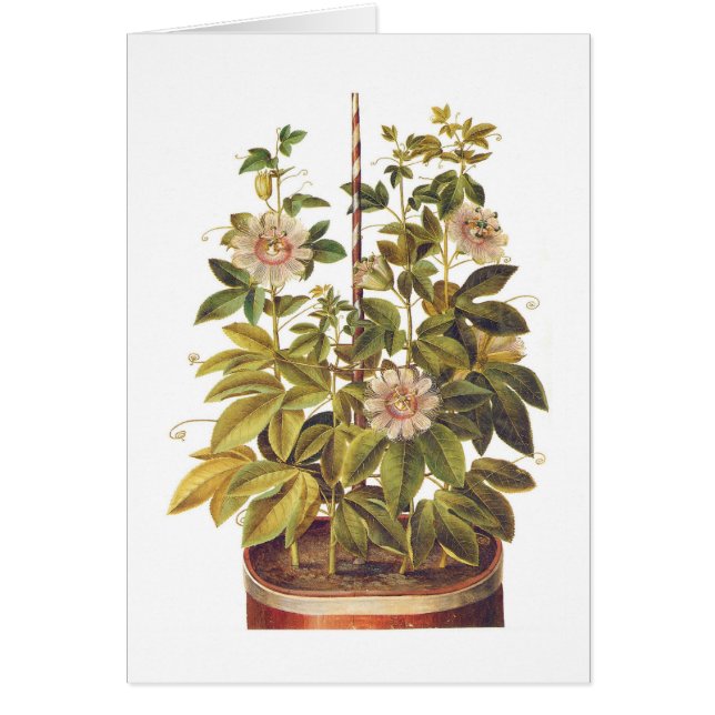 Passionsblume incarnata (Vorne)