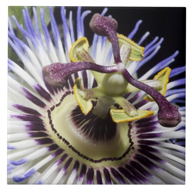 Passionsblume Nahaufnahme (MR) Fliese (Vorderseite)