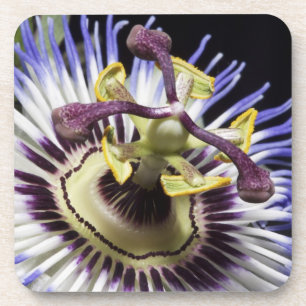 Passionsblume Nahaufnahme (MR) Untersetzer