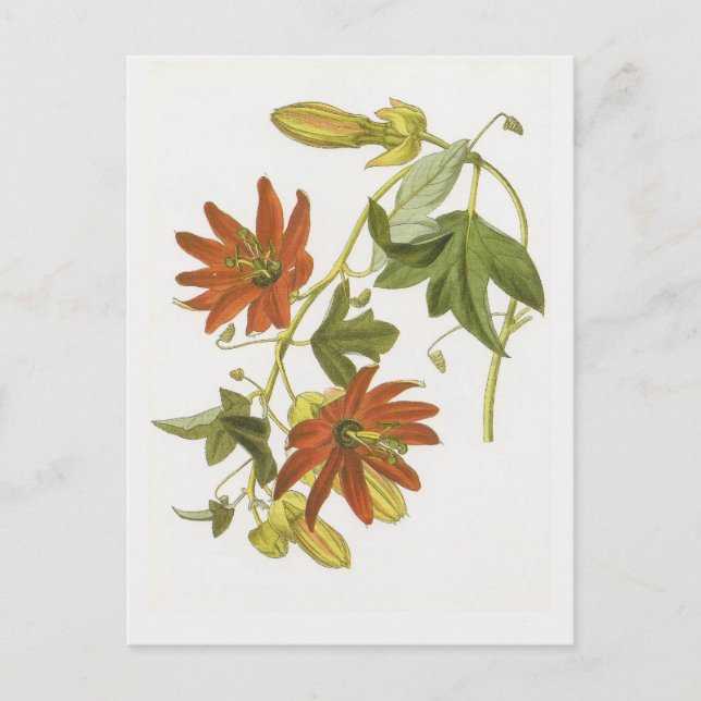 Passionsblume Postkarte (Vorderseite)