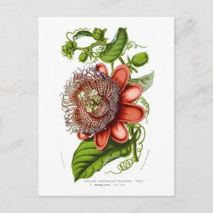 Passionsblume quadrangularis decaisneana postkarte
