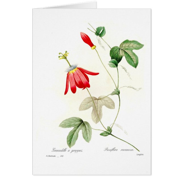 Passionsblume racemosa (Vorne)