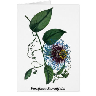 Passionsblume Serratifolia