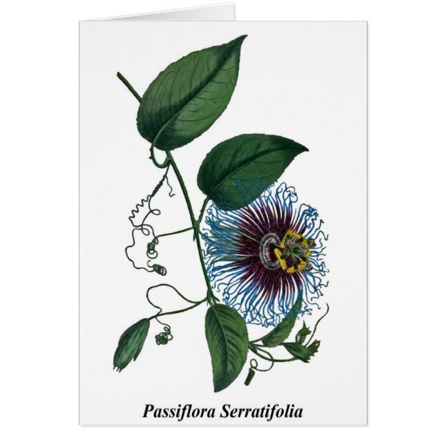 Passionsblume Serratifolia (Vorne)