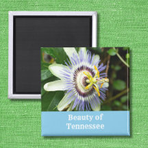 Passionsblume Tennessee Staatsblume