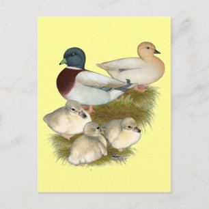 Pastel Callente Entenfamilie Postkarte