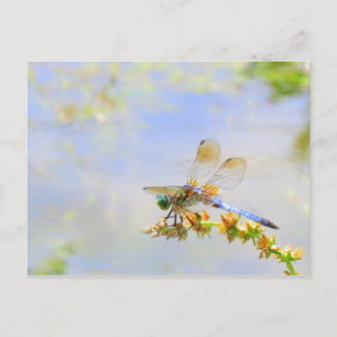 Pastel Dragonfly Postcard Postkarte