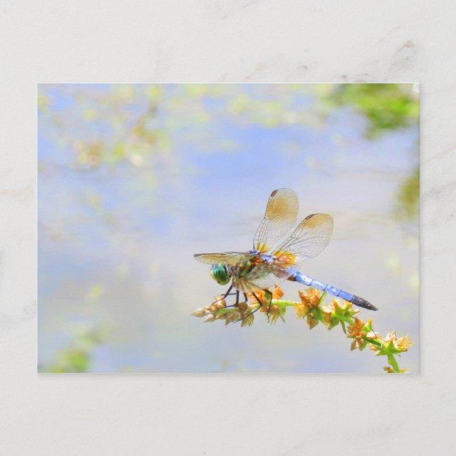 Pastel Dragonfly Postcard Postkarte (Vorderseite)
