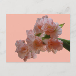 Pastel Gladioli Cust. BG Color DIY Postcard Postkarte