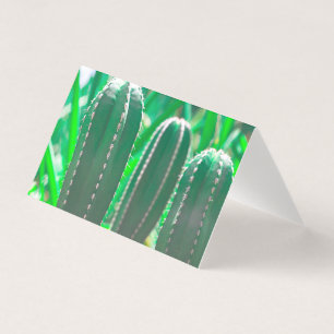 Pastel Grüne Kaktus Pflanze Blätter Pastellfarben