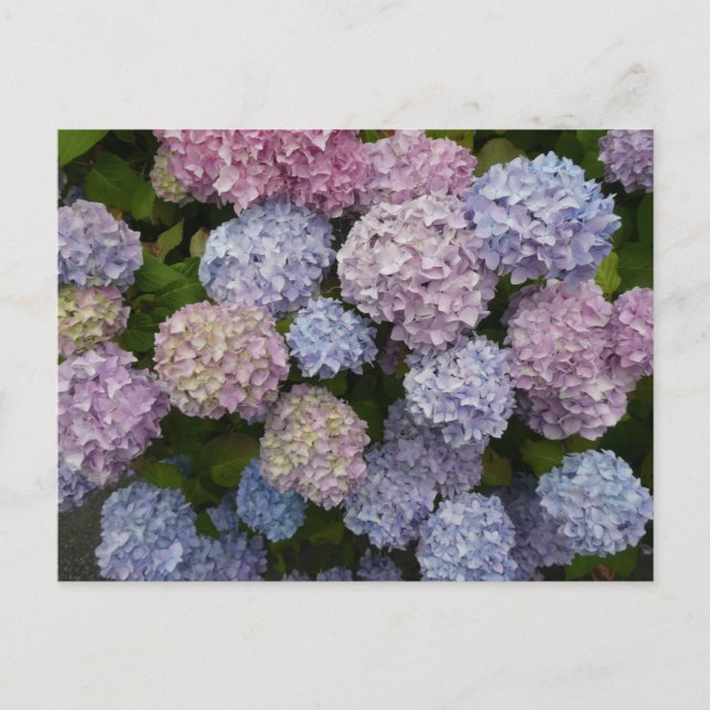 Pastel Hydrangea Blume Nah Up DIY Postkarte (Vorderseite)