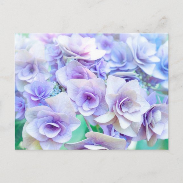 pastel hydrangea postkarte (Vorderseite)