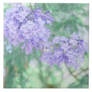 Pastel Lila Jacaranda Tree Blume Fliese