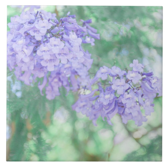 Pastel Lila Jacaranda Tree Blume Fliese (Vorderseite)