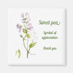 Pastel lila und grüne Wasserfarbe Süßerbse Magnet