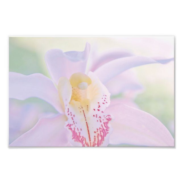 Pastel Orchid Fotodruck (Vorne)