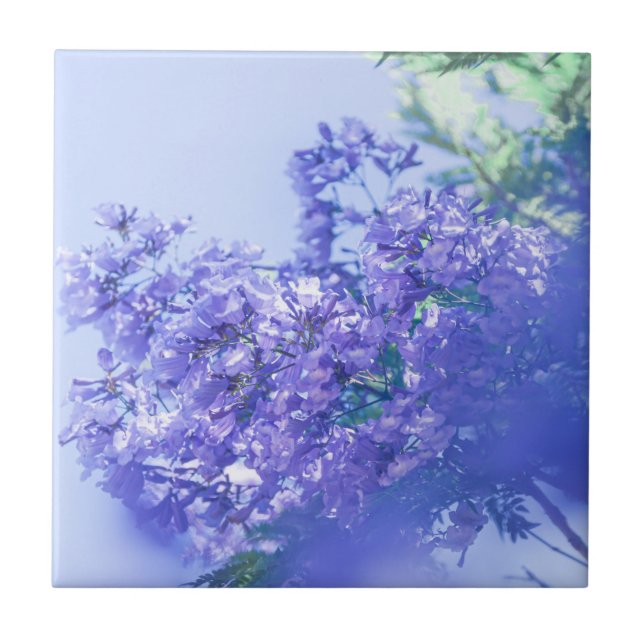 Pastel Pale Lila Jacaranda Tree Blume Fliese (Vorderseite)