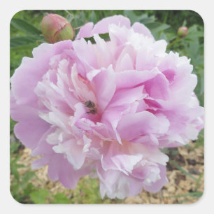 Pastel Pink Peony and Honey Bee Quadratischer Aufkleber