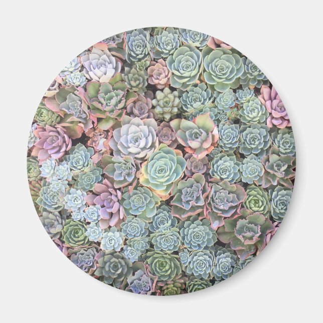 Pastel Succulent Garden Magnet (Vorne)