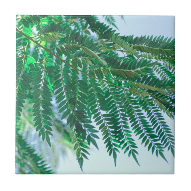 Pastel Theme Jacaranda Tree Blätter Fliese (Vorderseite)