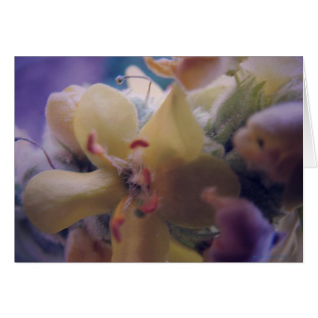 Pastell-Blume (Vorderseite (Horizontal))