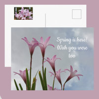 Pastell Pink Rain Lilies Floral Vermisst Sie