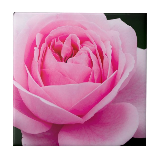 Pastell Pink Rose Tile Fliese (Vorderseite)