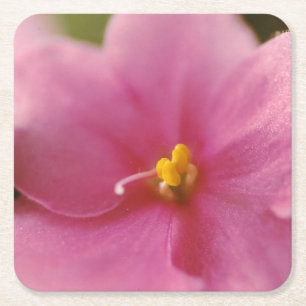 Pastellrosa Afrikanisches Veilchen (Saintpaulia) B Rechteckiger Pappuntersetzer