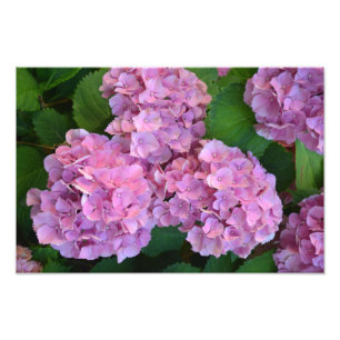 Pastellrosa Hortensia Hydrangea Blume Fotodruck