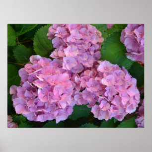 Pastellrosa Hortensia Hydrangea Blume Poster