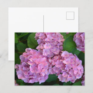 Pastellrosa Hortensia Hydrangea Blume Postkarte