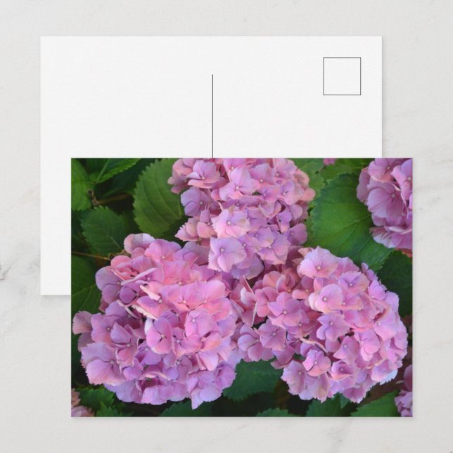 Pastellrosa Hortensia Hydrangea Blume Postkarte (Vorne/Hinten)