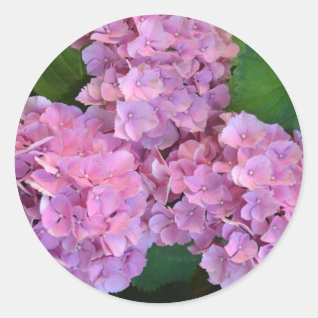 Pastellrosa Hortensia Hydrangea Blume Runder Aufkleber (Vorderseite)