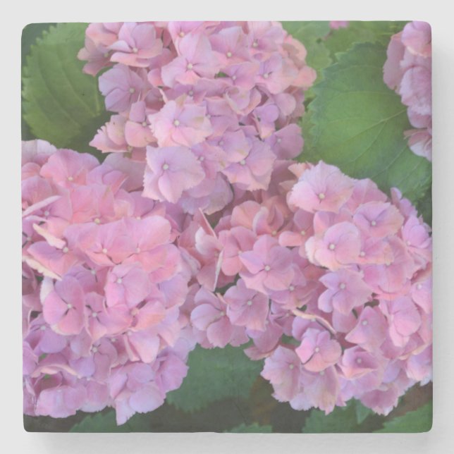 Pastellrosa Hortensia Hydrangea Blume Steinuntersetzer (Vorderseite)