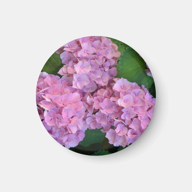 Pastellrosa Hortensia hydrangea Blüte Magnet (Vorne)