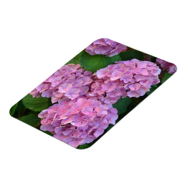 Pastellrosa Hortensia hydrangea Blüte Magnet (Linke Seite)