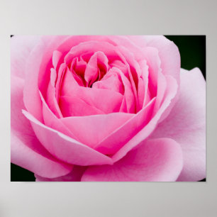 Pastellrosa Rose Poster