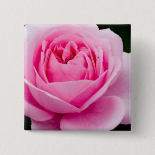 Pastellrosa-Rosen-Button Button