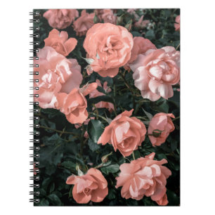 Pastellrosa Rosen, die im Garten in weichem Li wac Notizblock