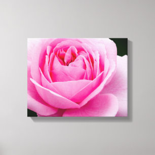 Pastellrosa-Rosen-Leinwand-Druck Leinwanddruck