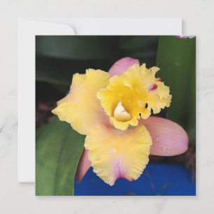 Pastellrosa und Gelborchid