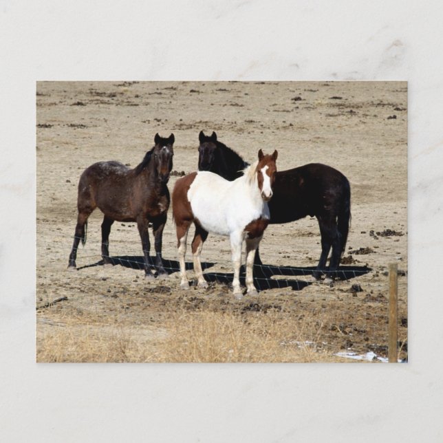 Pasteur Trio Postkarte (Vorderseite)