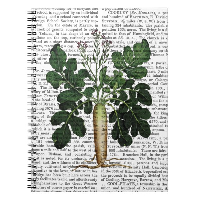 Pastinake 3 notizblock (Vorderseite)