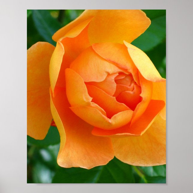Pat Austin Rose Poster (Vorne)