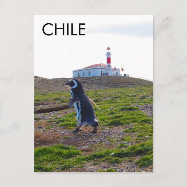 Patagonia Chile Penguin - Vertikal Postkarte (Vorderseite)