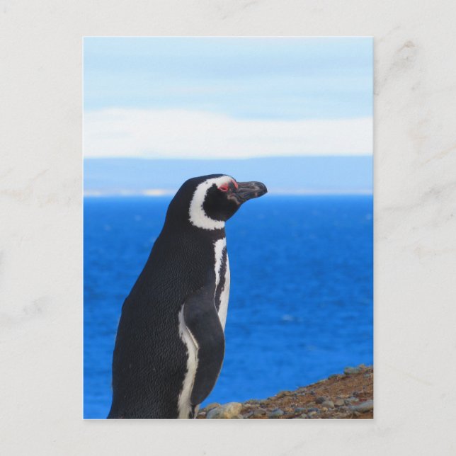 Patagonia Penguin Postkarte (Vorderseite)